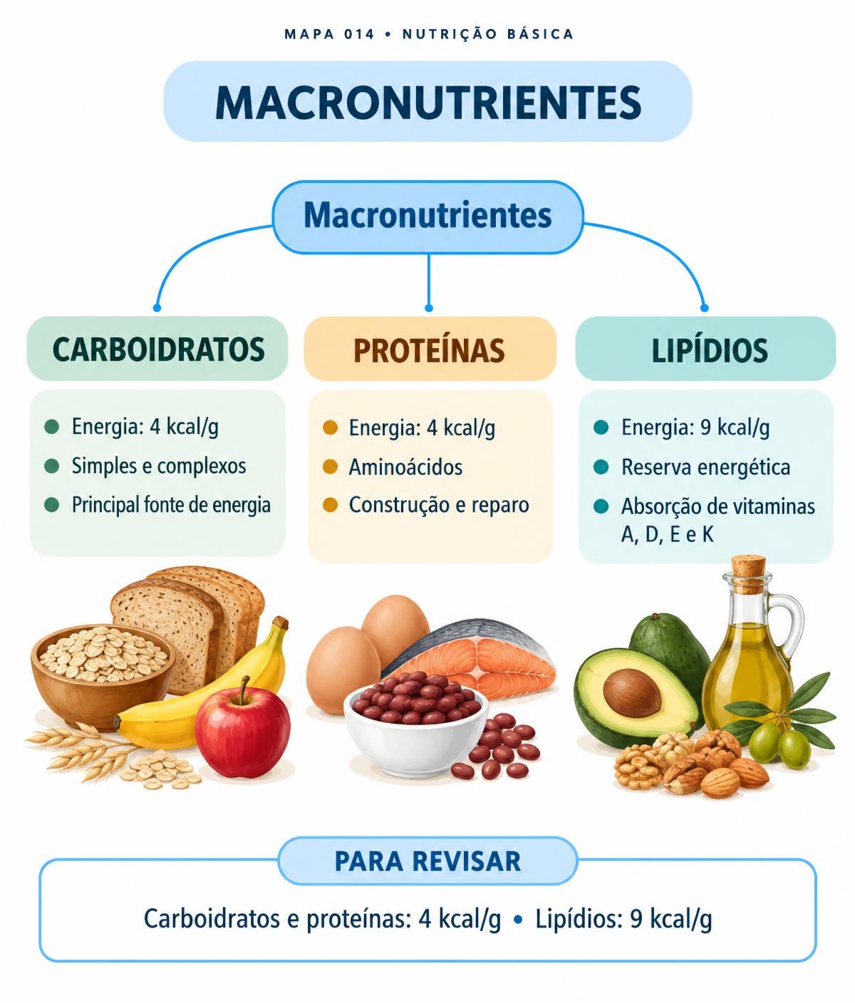 Exemplo ilustrativo de mapa mental sobre carboidratos, proteínas e lipídios